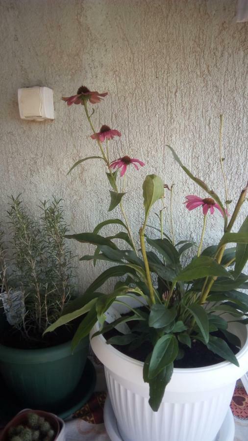 Apartment Butterfly Split - For Rest And Relaxation Exterior photo
